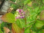 DSCN2950.jpg