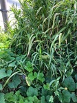IMG_0182.jpg